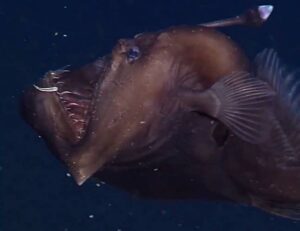 O Fant Stico Peixe Diabo Negro Do Mar