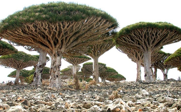 Arquipélago de Socotra