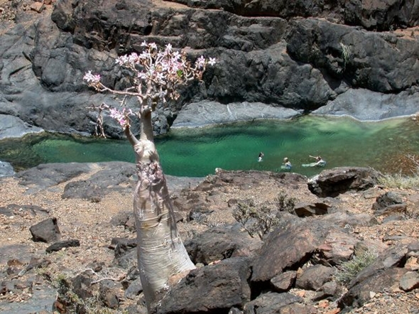 Arquipélago de Socotra