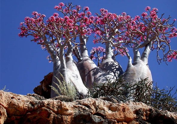 Arquipélago de Socotra