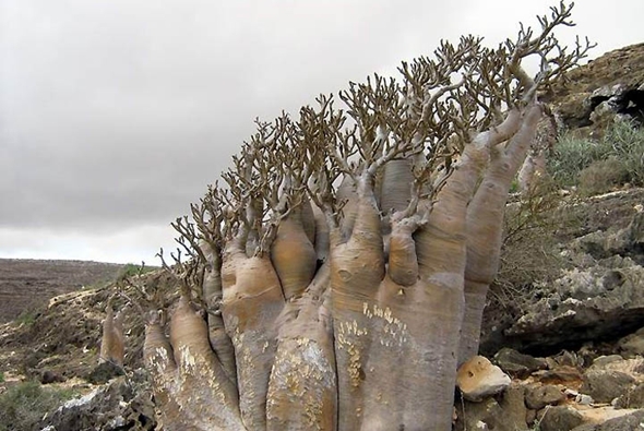 Arquipélago de Socotra