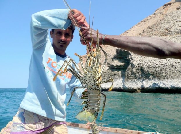 Arquipélago de Socotra