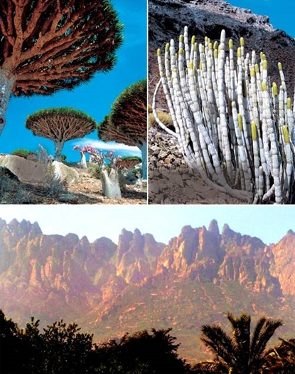 Arquipélago de Socotra