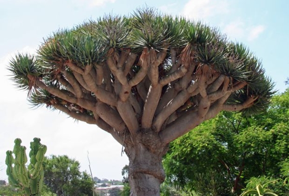 Arquipélago de Socotra