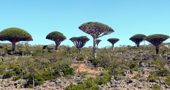 Arquipélago de Socotra