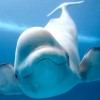 Baleia branca pode imitar som humano