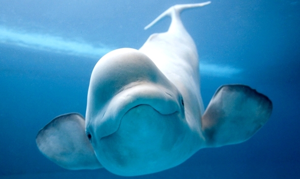 Baleia branca