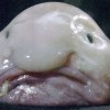 Blobfish: O peixe mais feio do mundo