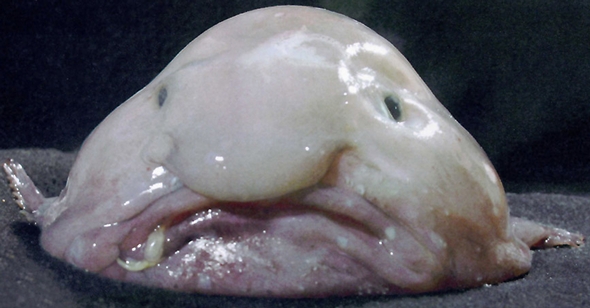 Blobfish (Psychrolutes marcidus)