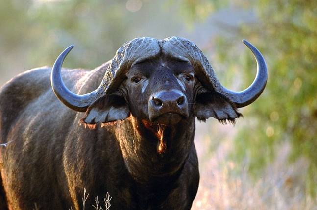 Bufalo Africano