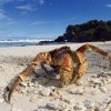 O incrível caranguejo-dos-coqueiros