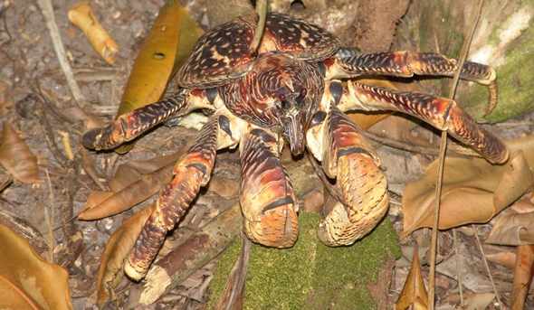 Caranguejo-dos-coqueiros