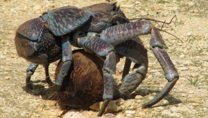 Caranguejo-dos-coqueiros