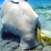 Estaria o dugongo-de-steller extinto ou não?