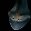 20 Curiosidades sobre a enguia de Gulper
