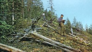 Explosão de Tunguska