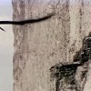 Falcão-cauré: um hábil predador aéreo