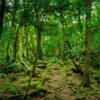 A misteriosa Floresta de Aokigahara no Japão