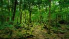 A misteriosa Floresta de Aokigahara no Japão