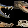 Fósseis de Crocodilos encontrados no Saara