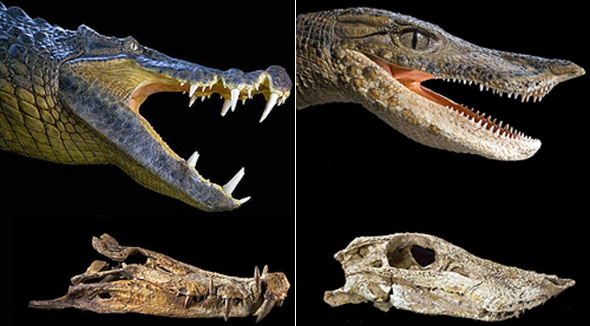 Fósseis de Crocodilo descobertos no Saara
