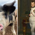 Leis estranhas napoleão porco