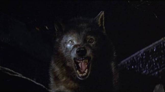 Lobos (1981)