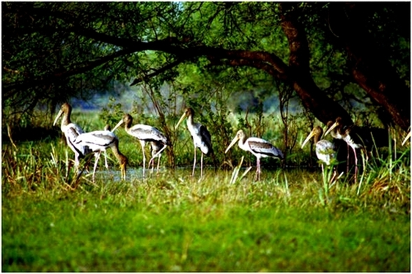 Lugares selvagens rajastão