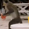 Os macacos que roubam bebidas alcoólicas no Caribe