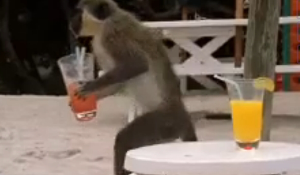 Macacos alcoólicos caribe