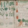 15 Curiosidades sobre o Manuscrito de Voynich