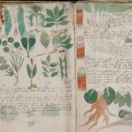 Manuscrito-de-Voynich-2