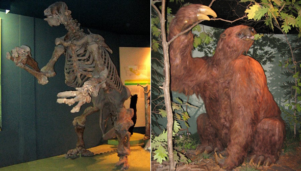 Megatério - preguiça gigante