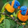 Aves silvestres imitando sons de pessoas