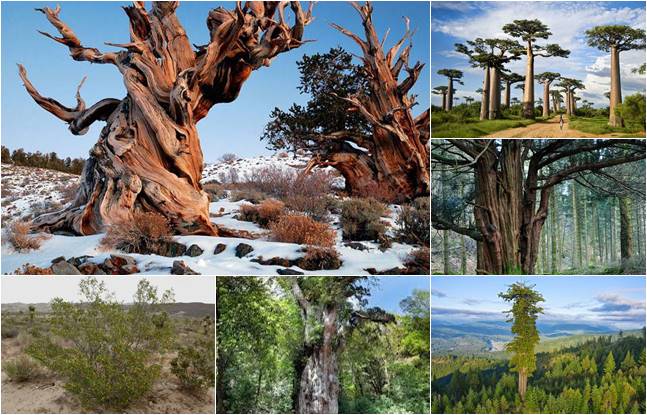 Pinheiros Bristlecone, Arbustos Chaparral, Cedro Japones, Baobás, Teixo, Sequoia e Oliveira