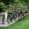 Como usar roseiras trepadeiras em seu jardim