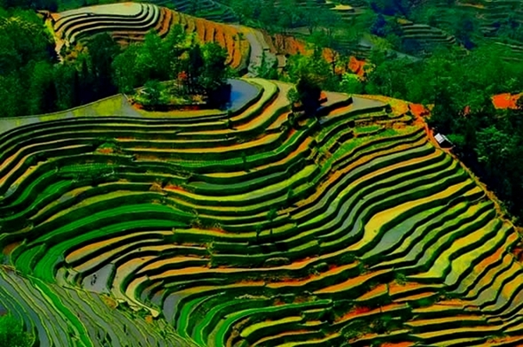 Terraços de arroz de Banaue