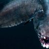 10 Características do Tubarão-Cobra que o ajudaram a sobreviver