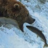 Ursos-pardos se alimentando de salmões – A grande corrida do salmão