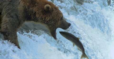 Urso-pardo se alimentando de um salmão