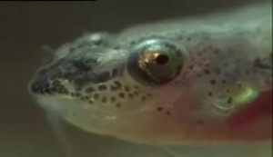 Candiru