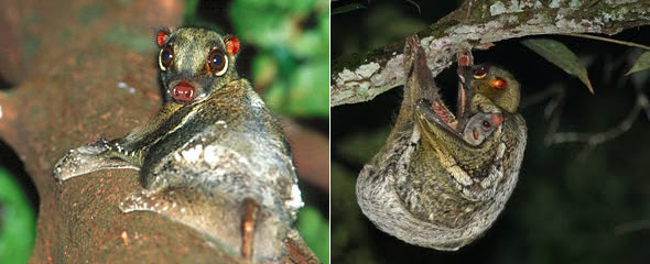 Colugo